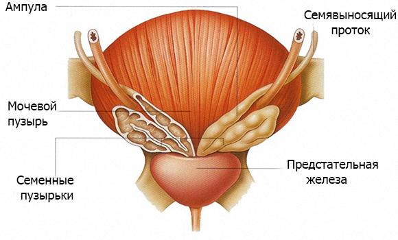 УЗД сім'яних пухирців