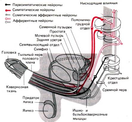 Схема нервових шляхів статевої системи Схема нервових шляхів статевої системи