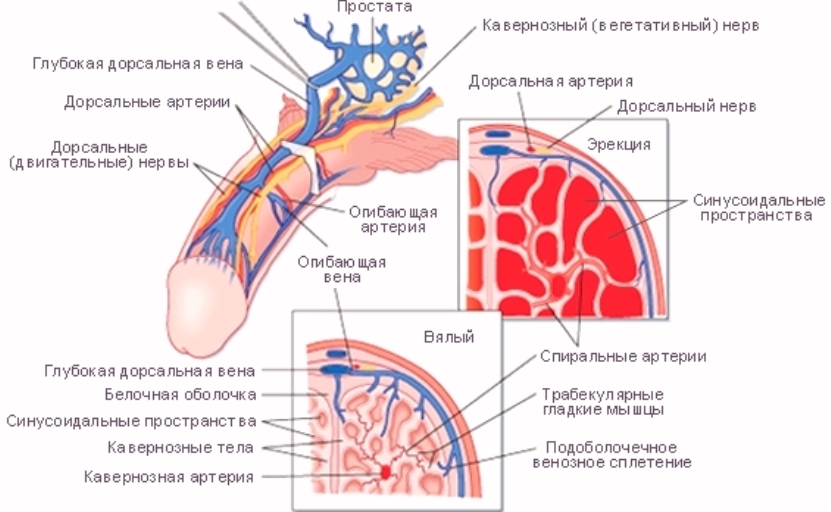 Механізми нормальної ерекції