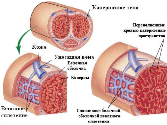  Процес блокування відтоку крові по венах члена